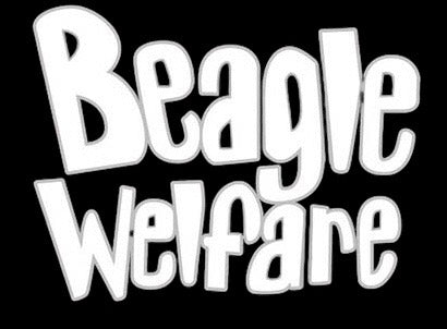 Supporting Beagle Welfare